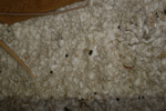 IMG_1588, Center, Squirrel Feces and Urine.JPG